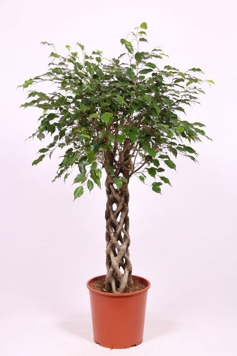 <h4>Ficus Exotica</h4>