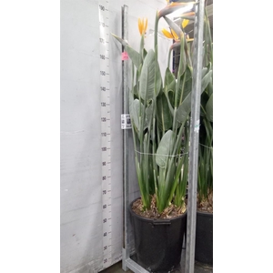 Strelitzia reg.