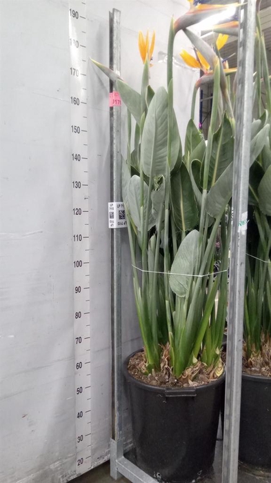 <h4>Strelitzia reg.</h4>