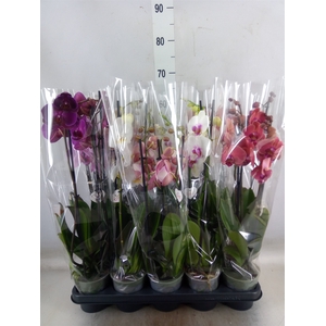 Phalaenopsis   ...mix  5