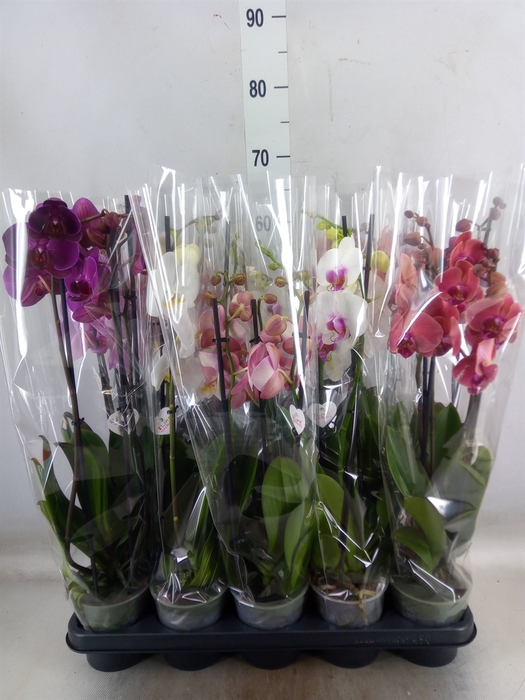 <h4>Phalaenopsis   ...mix  5</h4>