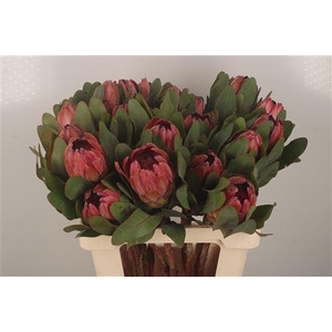 Protea Sylvia