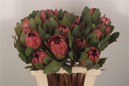 <h4>Protea Sylvia</h4>