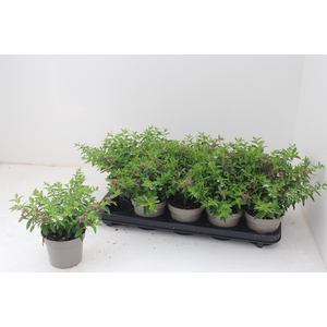 CUPH HYSSOPIFOLIA