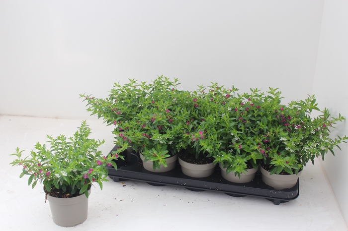 <h4>CUPH HYSSOPIFOLIA</h4>