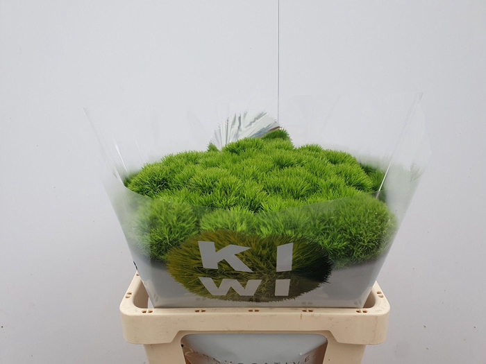 <h4>DI BARB KIWI MELLOW</h4>