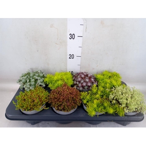 Sedum   ...