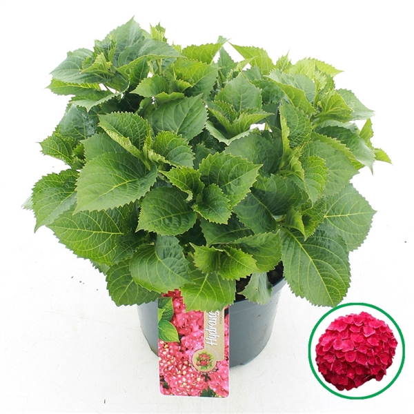 <h4>Hydrangea macr. Rood C5 (23cm.) Kn.</h4>