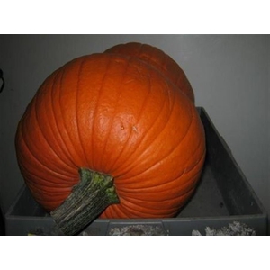 Cuc Maxima Halloween