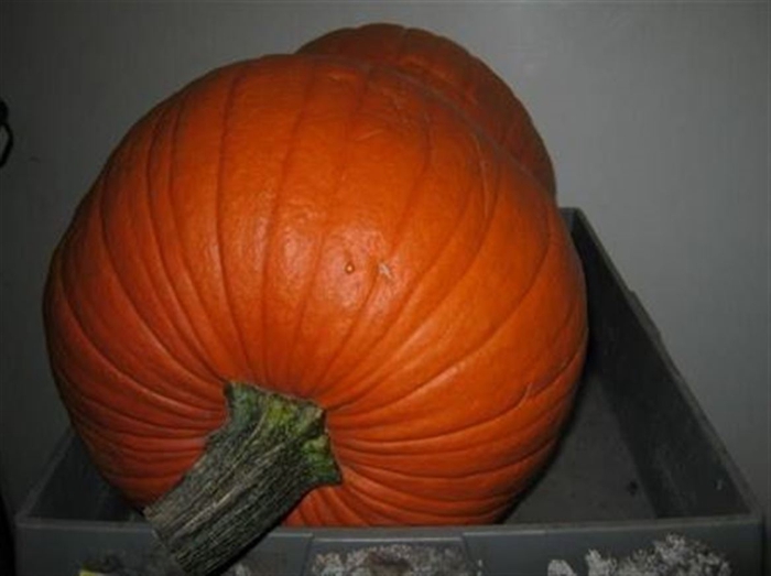 <h4>Cuc Maxima Halloween</h4>
