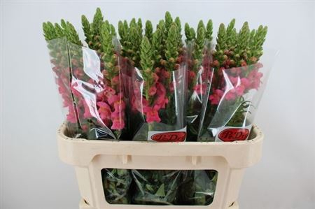 <h4>Antir Poto Rose</h4>