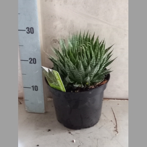 ALOE GEM