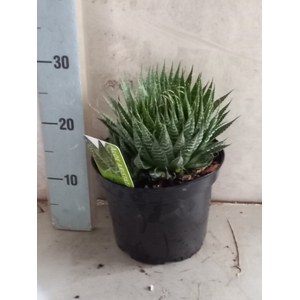 ALOE GEM