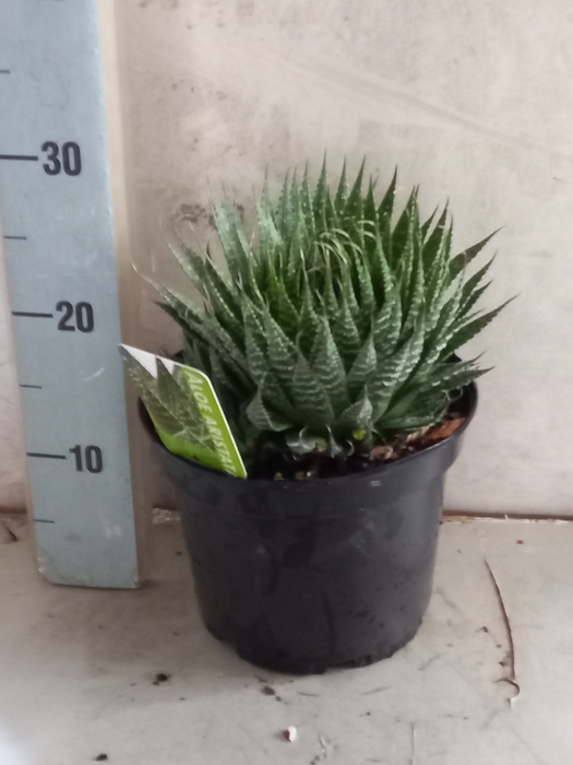 <h4>ALOE GEM</h4>