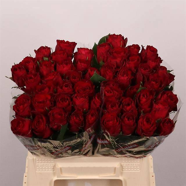 <h4>R GR MADAM RED</h4>