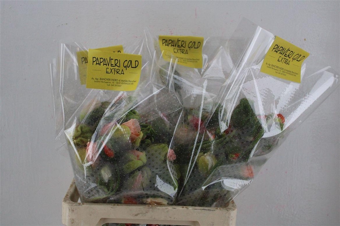 <h4>Papaver Mixed Extra P Stem</h4>