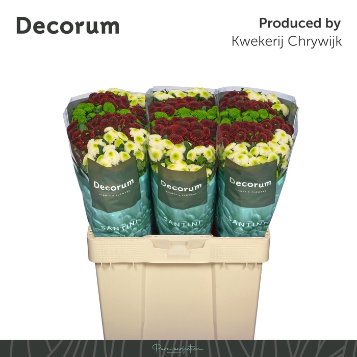 <h4>CHR S POMPON GEM BS</h4>