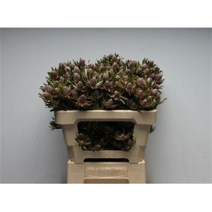 Leucad Ayoba Star Pearl Spray