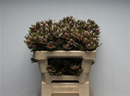 <h4>Leucad Ayoba Star Pearl Spray</h4>