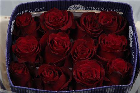 <h4>R Gr Explorer Ec</h4>