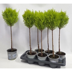 CUPR MA GOLDC VORMEN