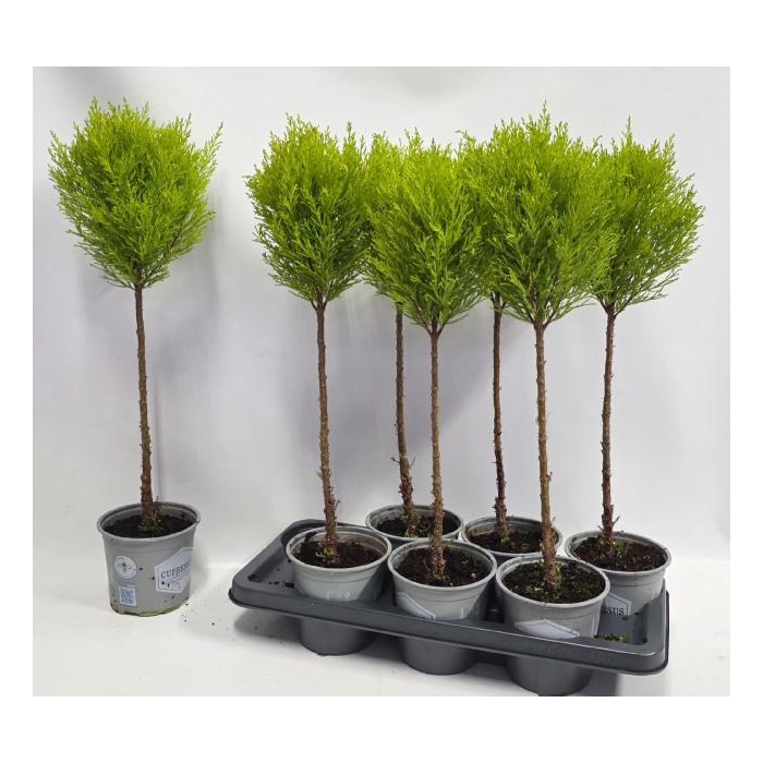 <h4>CUPR MA GOLDC VORMEN</h4>