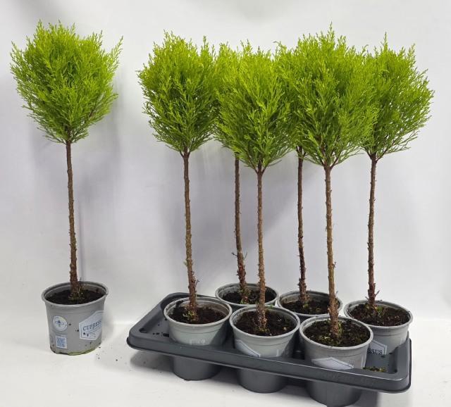 CUPR MA GOLDC VORMEN