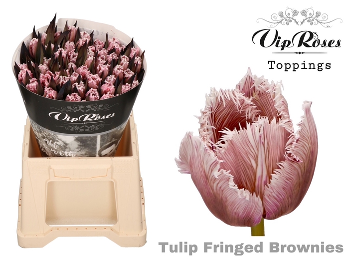 Tu Fr Vip Fringed Brownies