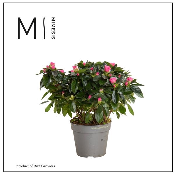 <h4>Mimesis Azalea AIKO - 13cm Rose</h4>