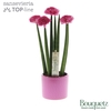 Sansevieria TOP-line Bouquetz Pink in Dots keramiek
