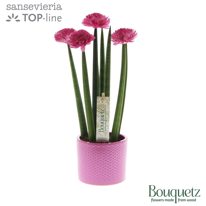 <h4>Sansevieria TOP-line Bouquetz Pink in Dots keramiek</h4>
