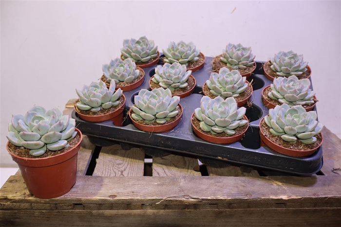 <h4>Echev Deremensis</h4>