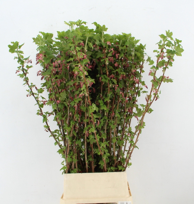 <h4>RIBES KING EDWARD 7</h4>