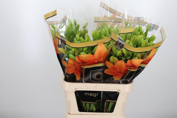 <h4>Li La Cortona</h4>