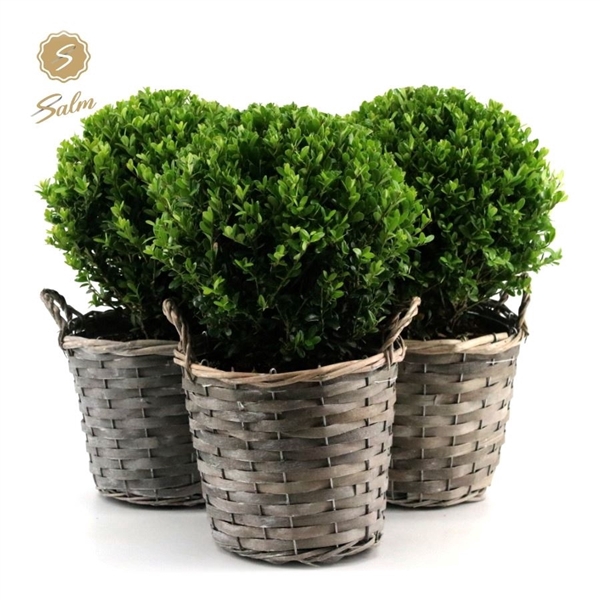 <h4>Ilex crenata 'Jenny'® Ball Ø20cm P17 in Basket</h4>