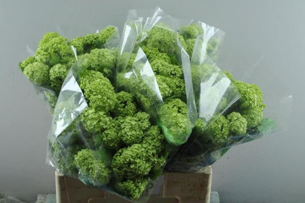 <h4>Viburnum Roseum L 90/6 Kop</h4>