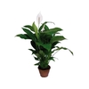 SPATH. COM FLOR P30
