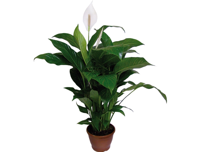 <h4>SPATH. COM FLOR P30</h4>