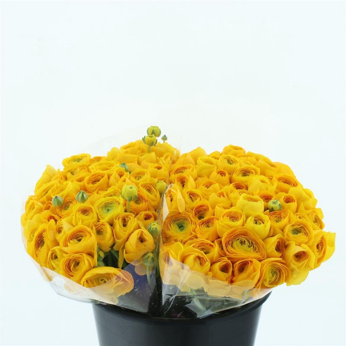 <h4>Ran El Sr Yellow Extra</h4>