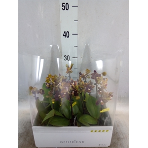 Phalaenopsis multi.   ...