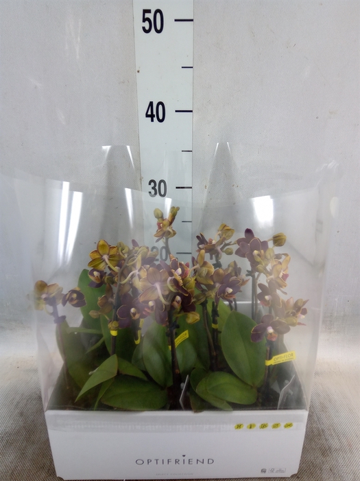 <h4>Phalaenopsis multi.   ...</h4>