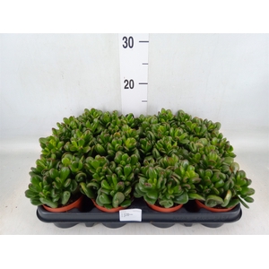 Crassula   ...