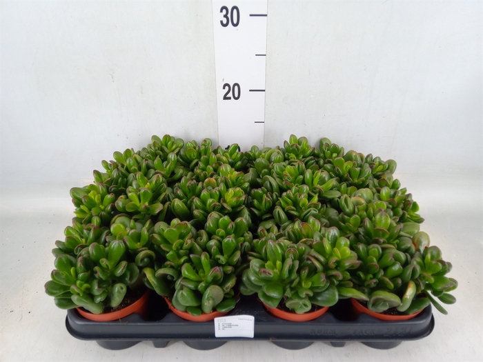 <h4>Crassula   ...</h4>