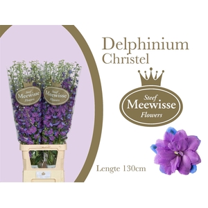 Delphinium Christel