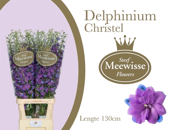 <h4>Delphinium Christel</h4>