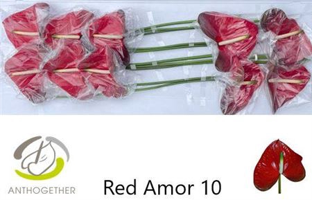 <h4>Anth Xl Red Amor Long Stem</h4>