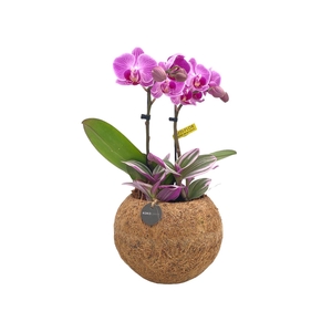 Kokodama 15 cm Orchid 2 Tak Tradescantia mix