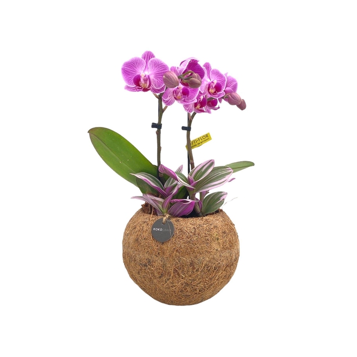 <h4>Kokodama 15 cm Orchid 2 Tak Tradescantia mix</h4>