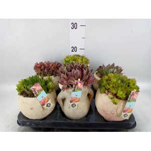 Arr.  Sempervivum L%