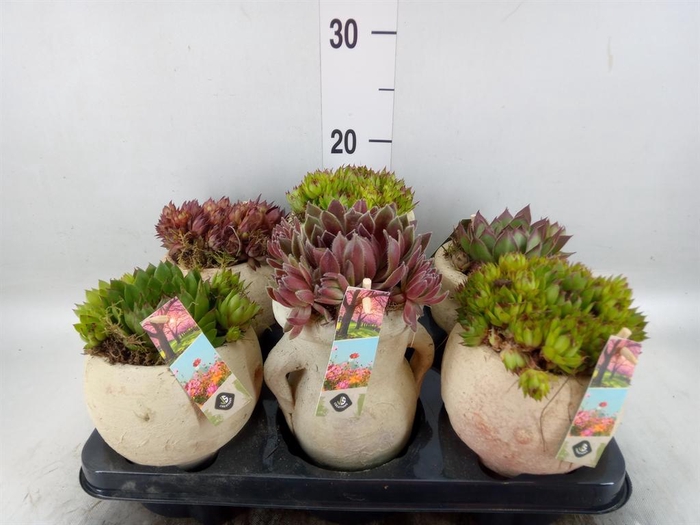 <h4>Arr.  Sempervivum L%</h4>